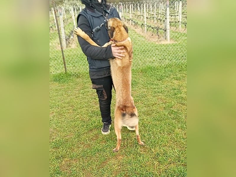 Ass sucht ein aktives Zuhause