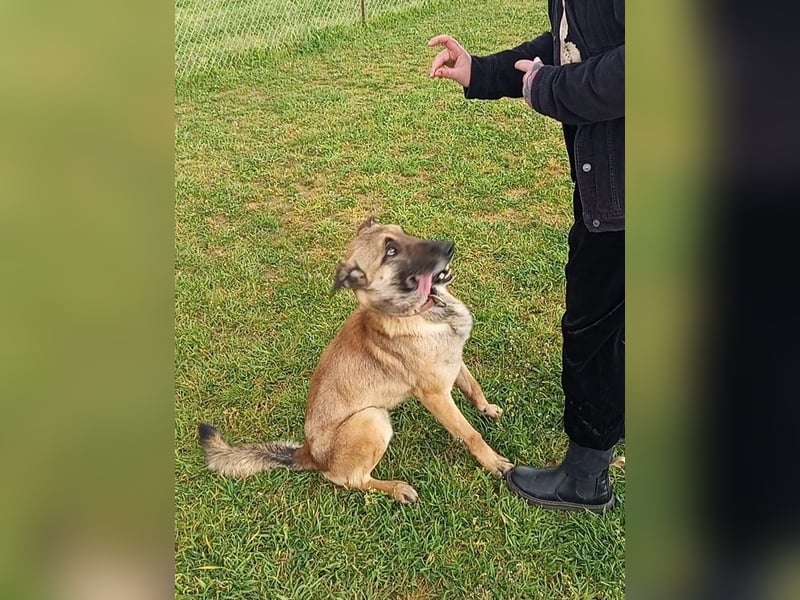 Ass sucht ein aktives Zuhause