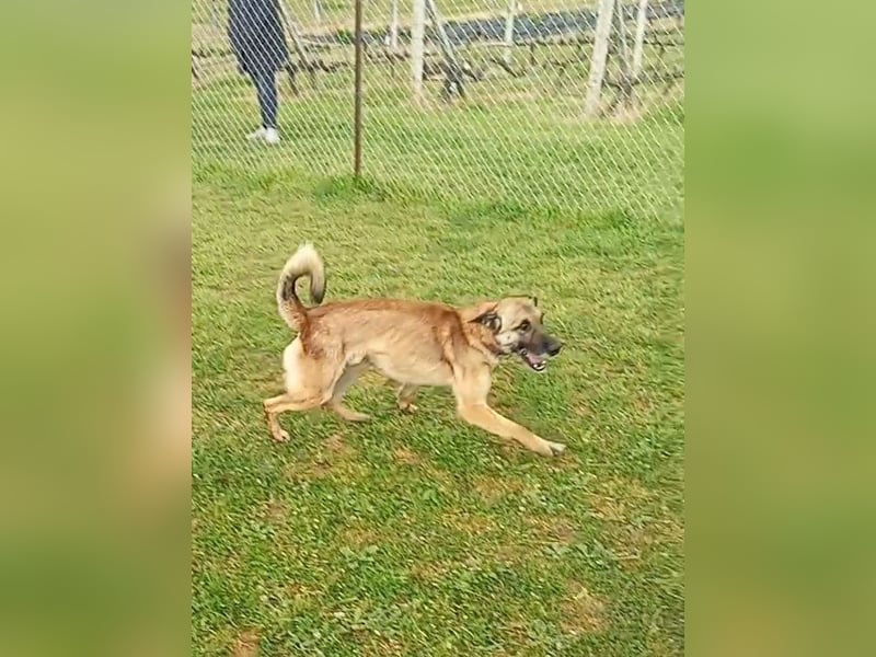 Ass sucht ein aktives Zuhause