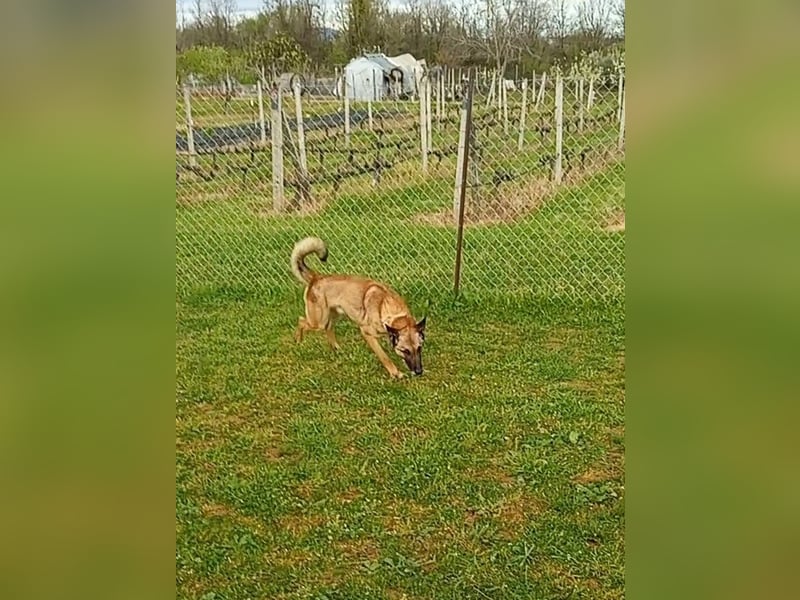 Ass sucht ein aktives Zuhause