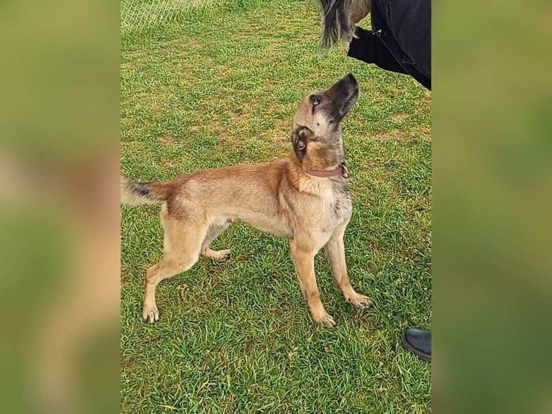 Ass sucht ein aktives Zuhause