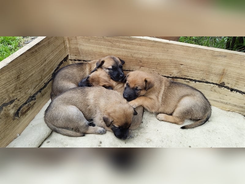 Malinois/Großer Schweizer Sennenhund-Welpen