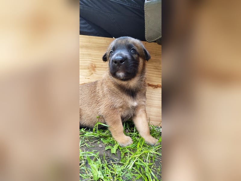 Malinois/Großer Schweizer Sennenhund-Welpen