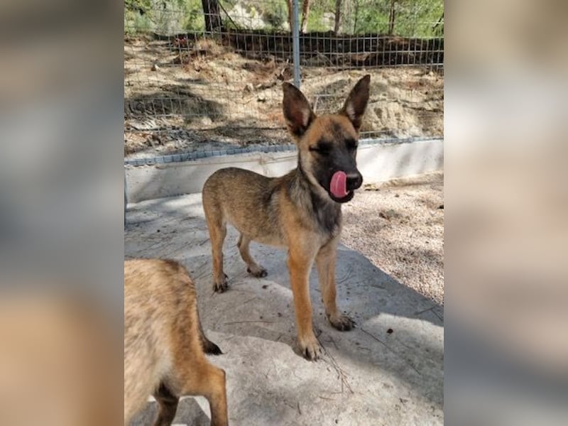 Malinois Mädchen LILO (Juni 2024) sucht eine Familie!