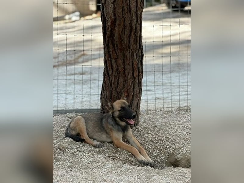 Malinois Mädchen LILO (Juni 2024) sucht eine Familie!