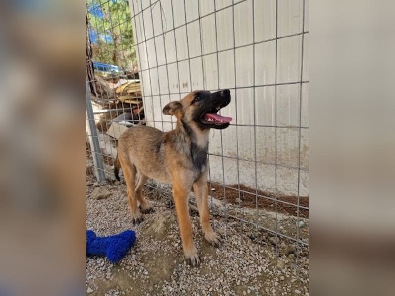 Malinois Mädchen LILO (Juni 2024) sucht eine Familie!