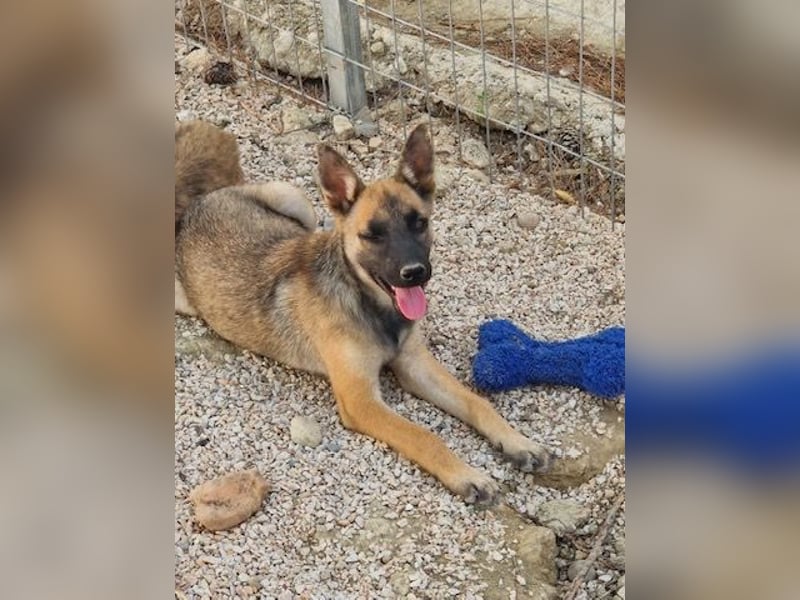 Malinois Mädchen LILO (Juni 2024) sucht eine Familie!