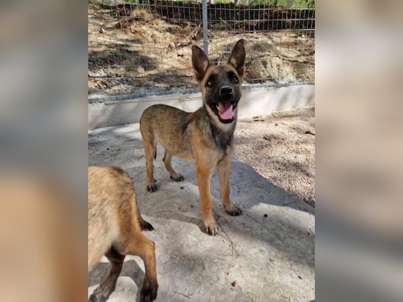 Malinois Mädchen LILO (Juni 2024) sucht eine Familie!