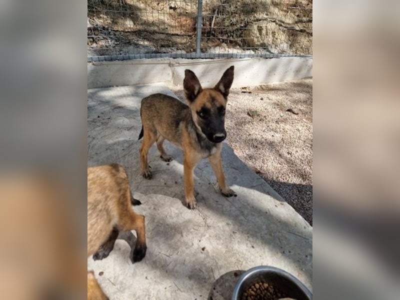 Malinois Mädchen LILO (Juni 2024) sucht eine Familie!