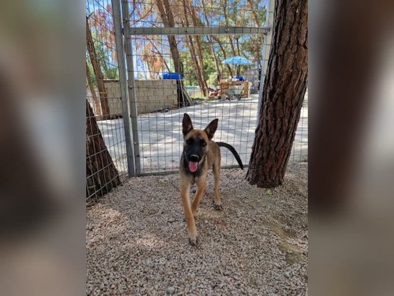 Malinois Mädchen LILO (Juni 2024) sucht eine Familie!