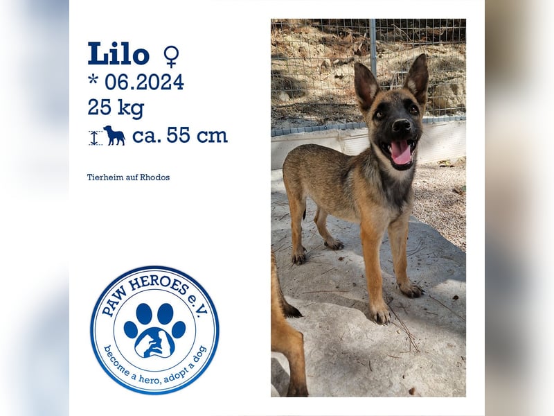 Malinois Mädchen LILO (Juni 2024) sucht eine Familie!