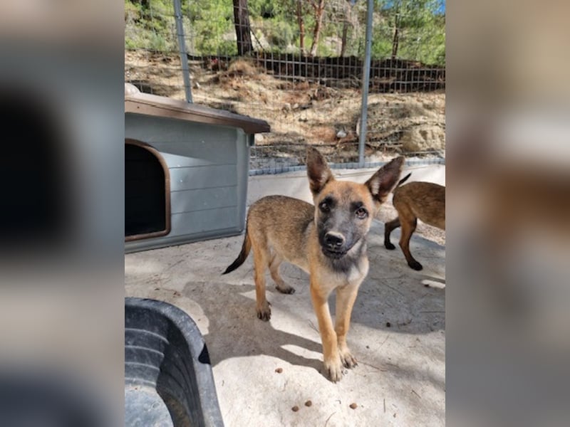 Malinois Mädchen LILO (Juni 2024) sucht eine Familie!