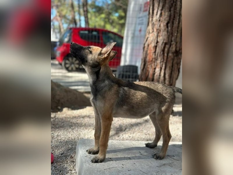 Malinois Mädchen LILO (Juni 2024) sucht eine Familie!