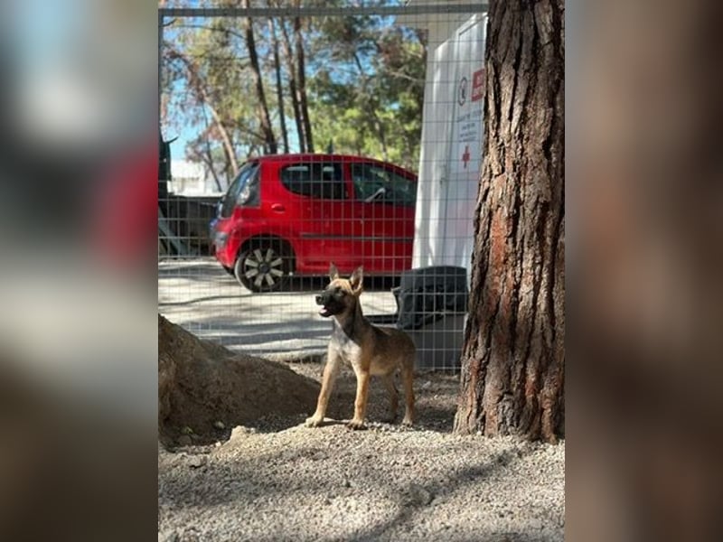 Malinois Mädchen LILO (Juni 2024) sucht eine Familie!