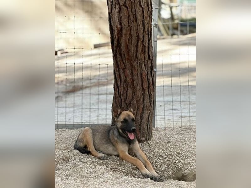 Malinois Mädchen LILO (Juni 2024) sucht eine Familie!