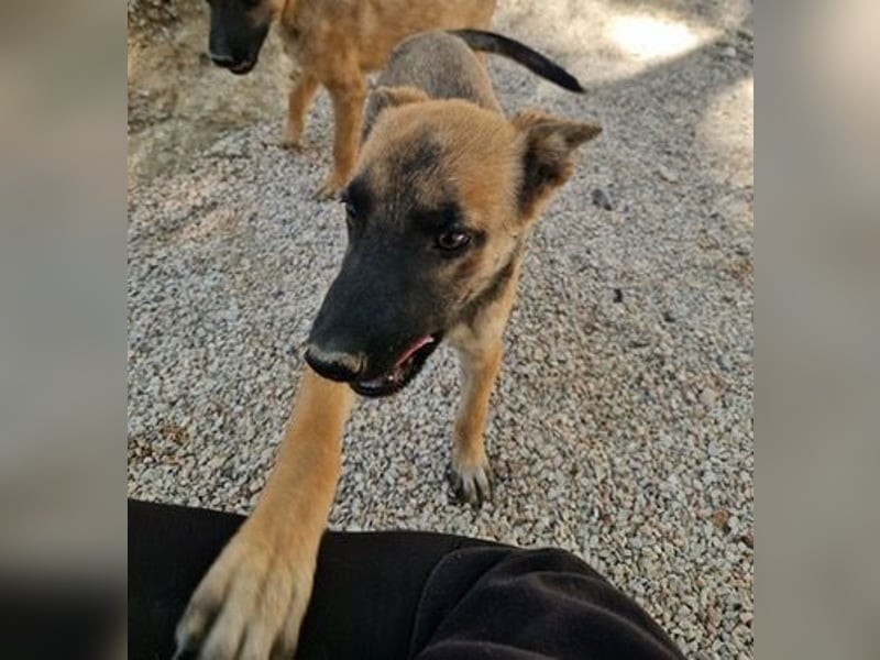 Malinois Mädchen LILO (Juni 2024) sucht eine Familie!