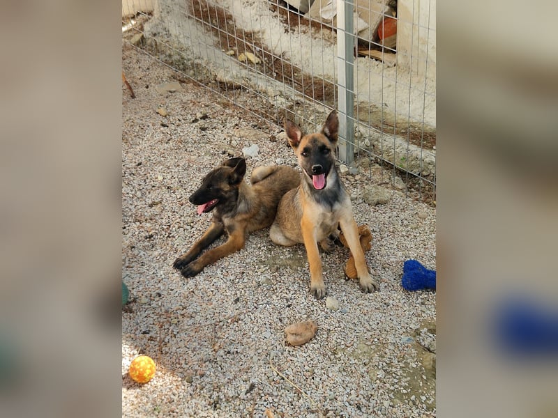 Malinois Mädchen LILO (Juni 2024) sucht eine Familie!