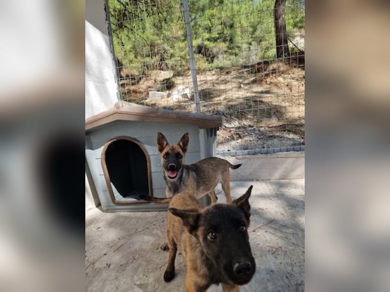 Malinois Mädchen LILO (Juni 2024) sucht eine Familie!