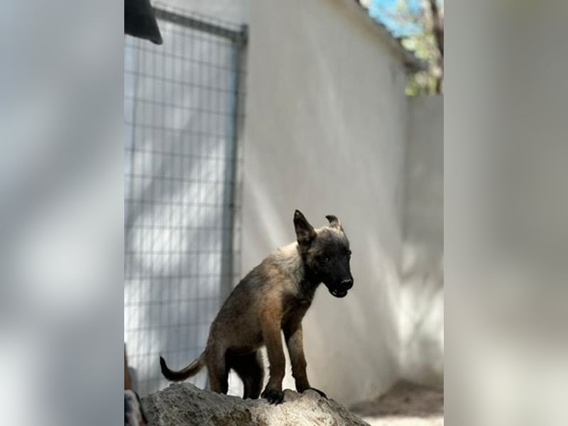 Malinois Mädchen LILO (Juni 2024) sucht eine Familie!