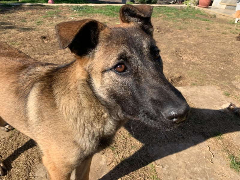 Nala - sportlich und freundlich