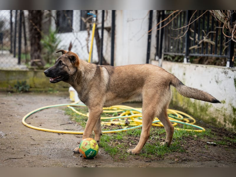 Nala - sportlich und freundlich