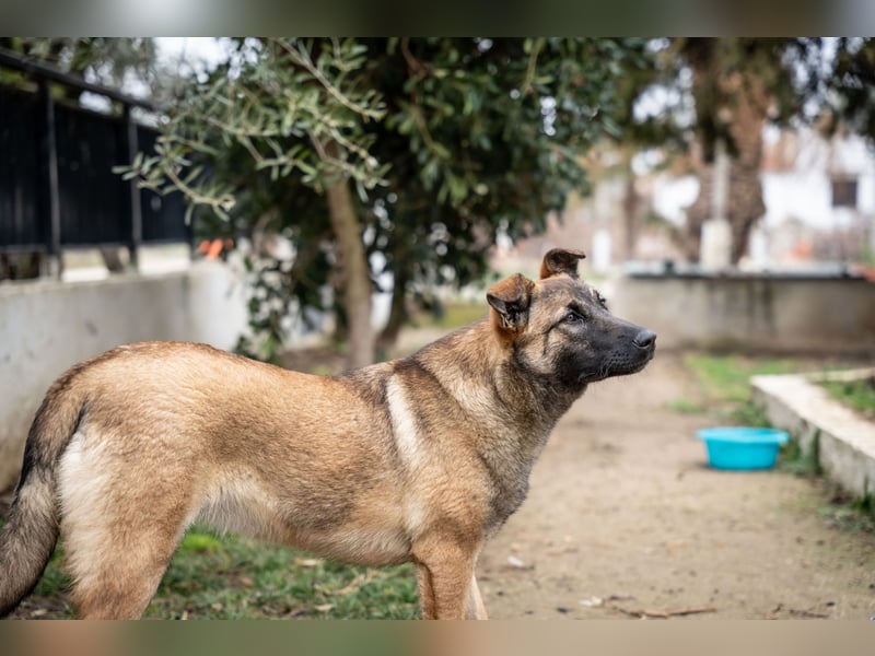 Nala - sportlich und freundlich