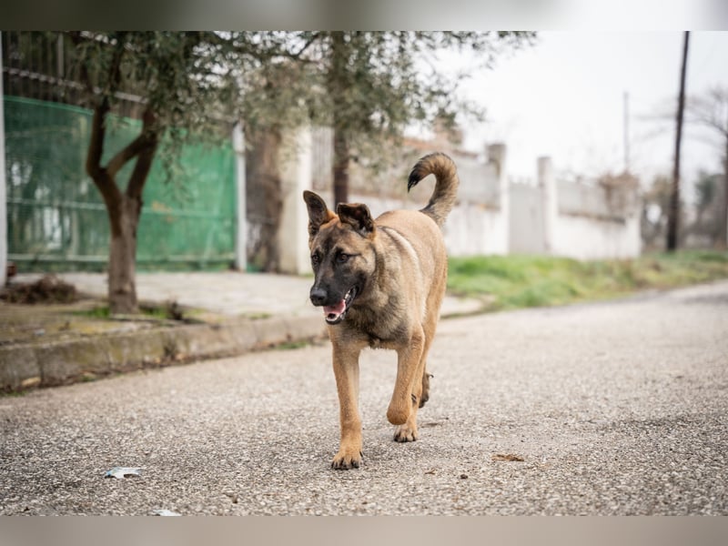Nala - sportlich und freundlich