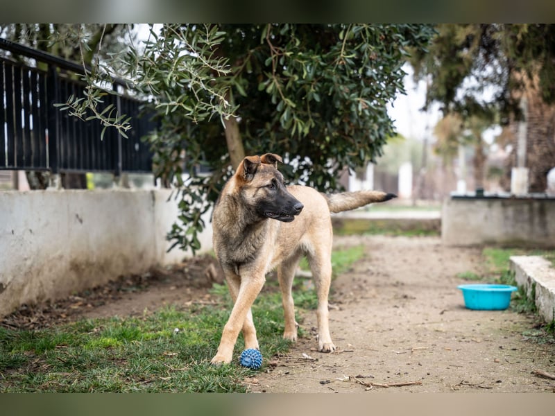 Nala - sportlich und freundlich