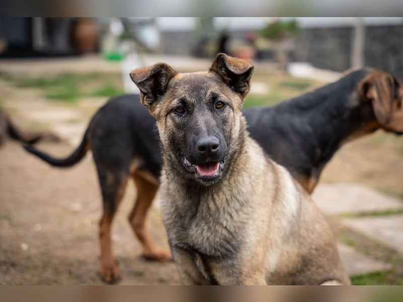 Nala - sportlich und freundlich