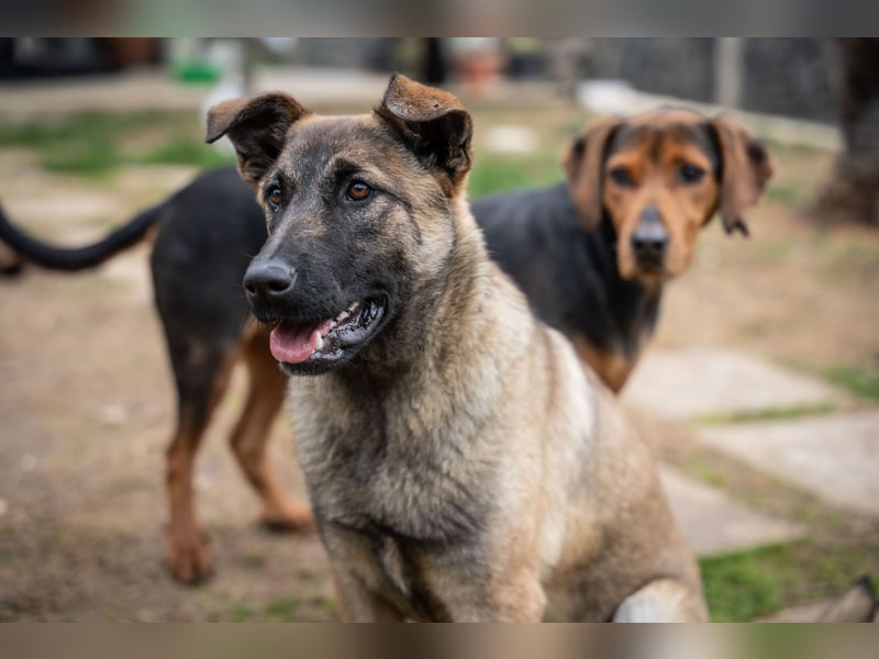 Nala - sportlich und freundlich