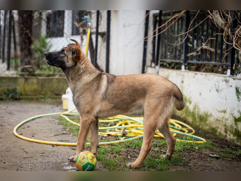 Nala - sportlich und freundlich