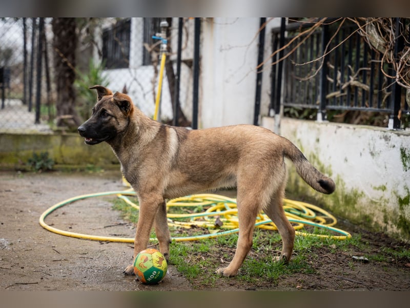 Nala - sportlich und freundlich