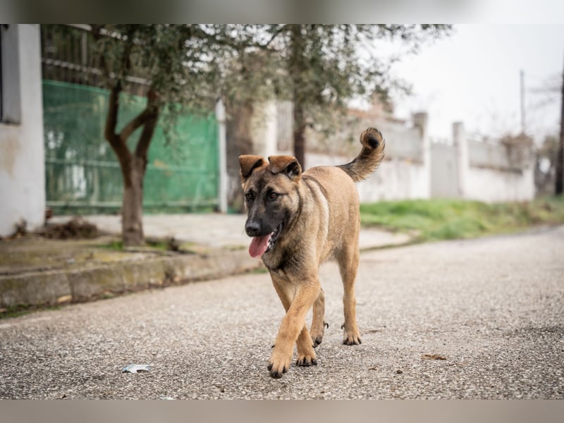 Nala - sportlich und freundlich