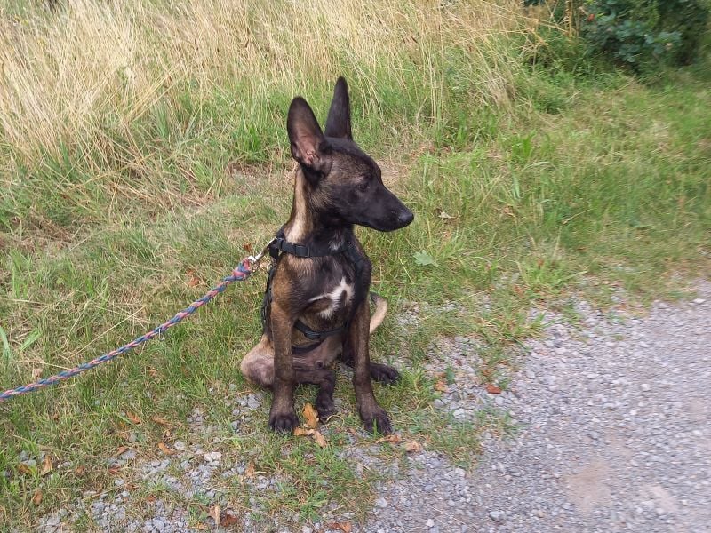 Malinois Mix Welpen Hündin Tonka sucht ein Zuhause
