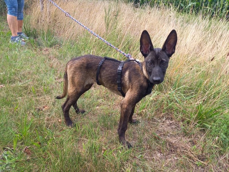 Malinois Mix Welpen Hündin Tonka sucht ein Zuhause