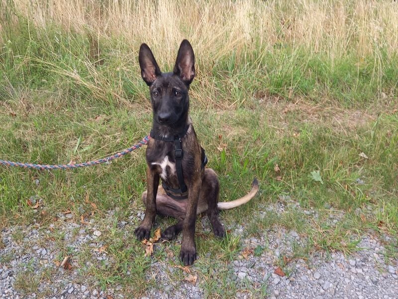 Malinois Mix Welpen Hündin Tonka sucht ein Zuhause