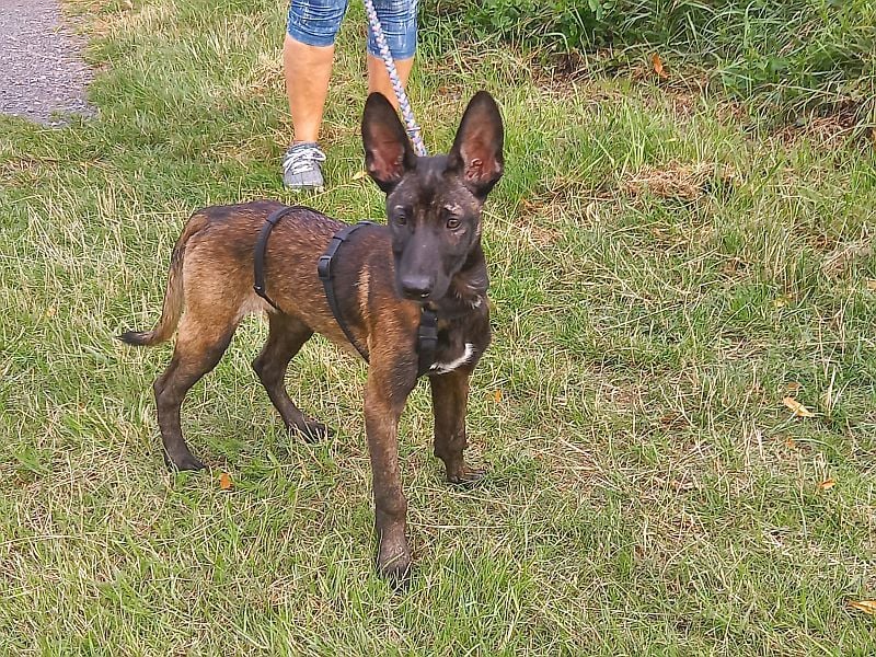Malinois Mix Welpen Hündin Tonka sucht ein Zuhause