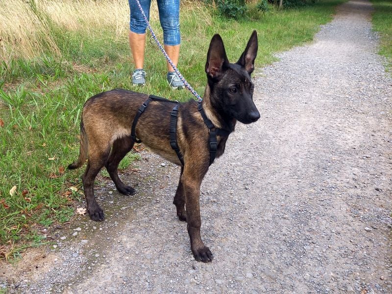 Malinois Mix Welpen Hündin Tonka sucht ein Zuhause