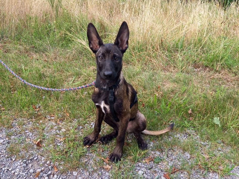 Malinois Mix Welpen Hündin Tonka sucht ein Zuhause