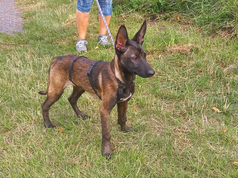 Malinois Mix Welpen Hündin Tonka sucht ein Zuhause