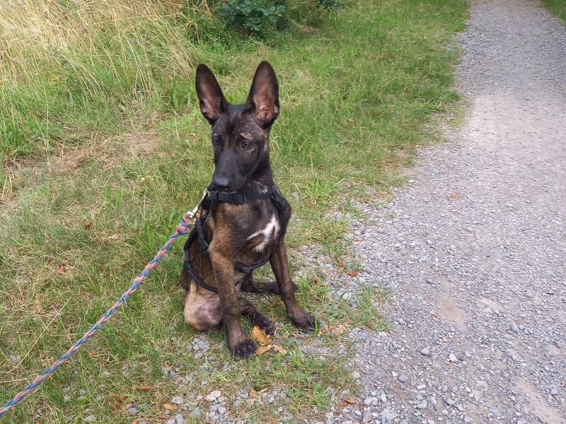 Malinois Mix Welpen Hündin Tonka sucht ein Zuhause