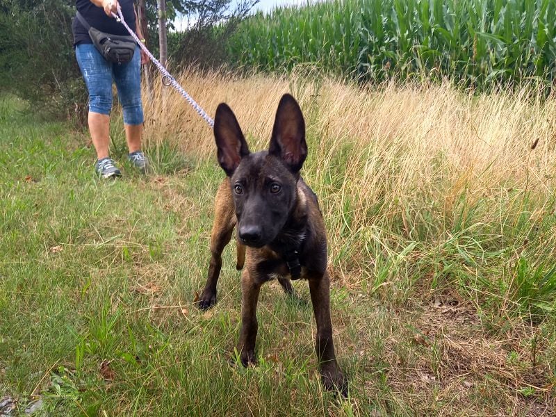Malinois Mix Welpen Hündin Tonka sucht ein Zuhause