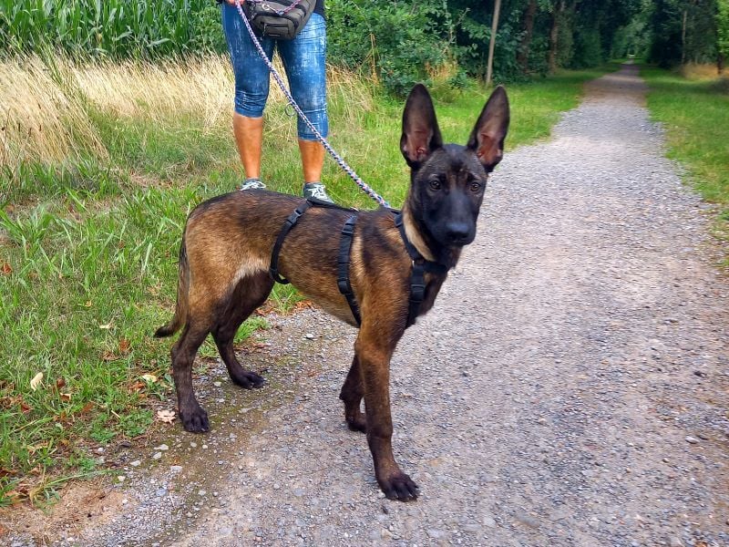 Malinois Mix Welpen Hündin Tonka sucht ein Zuhause