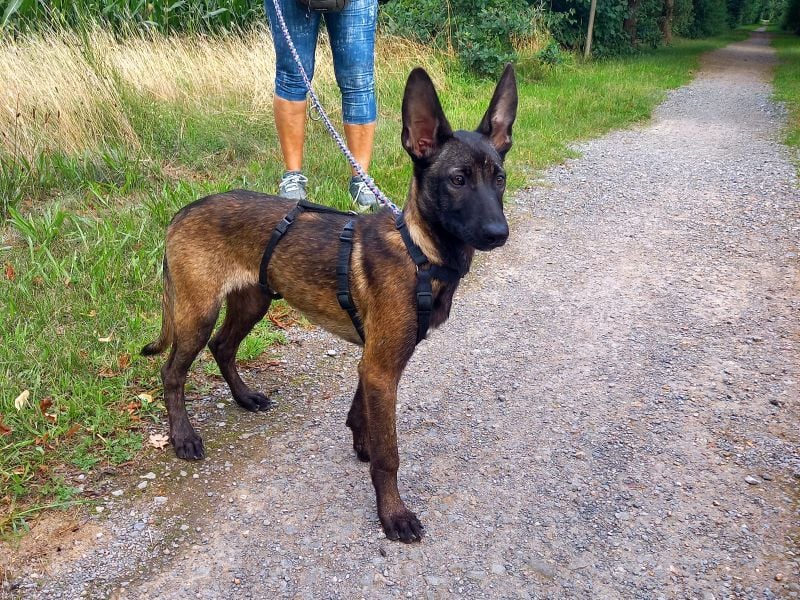 Malinois Mix Welpen Hündin Tonka sucht ein Zuhause
