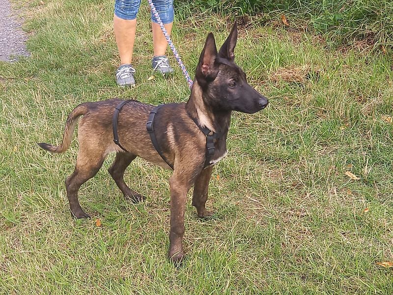 Malinois Mix Welpen Hündin Tonka sucht ein Zuhause