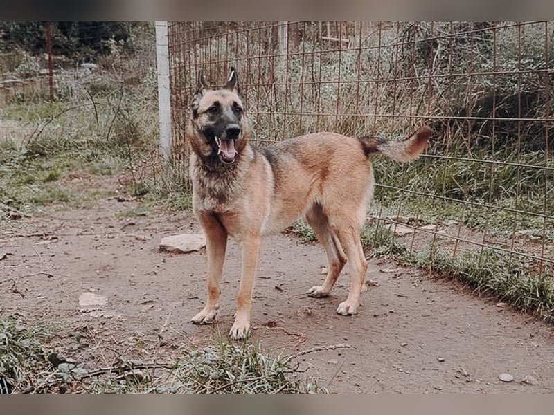 Nika - Schäferhundpower sucht!