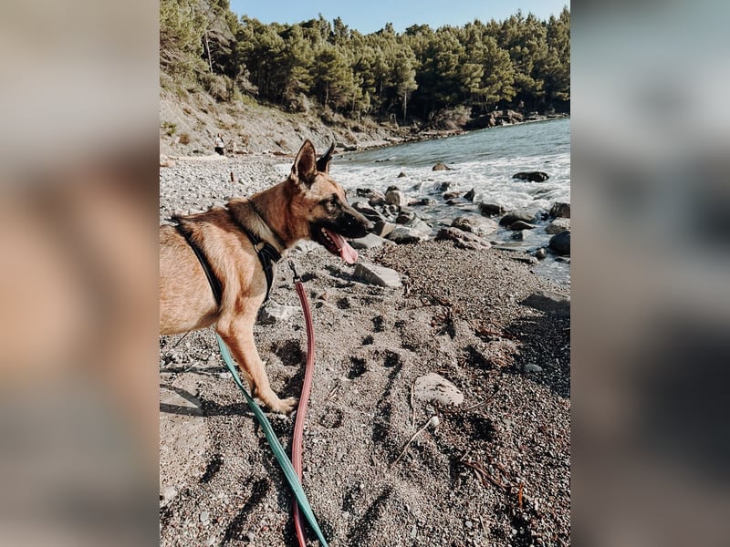 Nika - Schäferhundpower sucht!