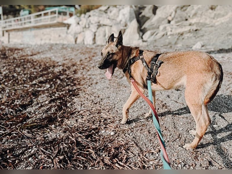 Nika - Schäferhundpower sucht!