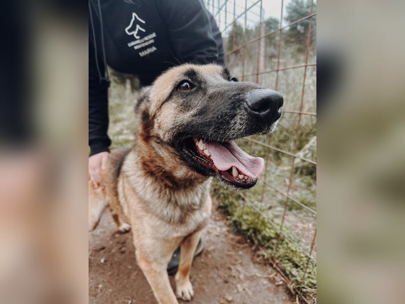Nika - Schäferhundpower sucht!