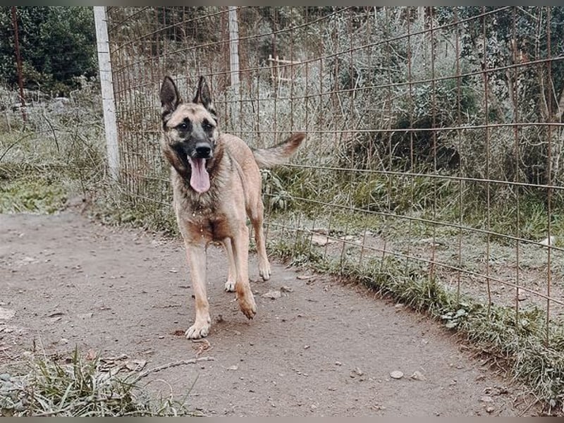 Nika - Schäferhundpower sucht!